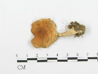 登錄號:F0004328藏品圖，第3張