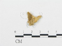 杯傘屬藏品圖，第1張