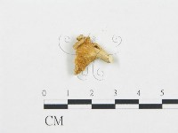 杯傘屬藏品圖，第3張