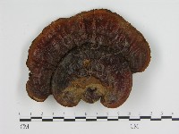 登錄號:F0004332藏品圖，第3張