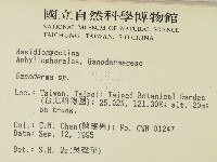 靈芝屬藏品圖，第2張