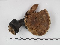 靈芝屬藏品圖，第3張