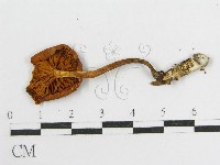 登錄號:F0004334藏品圖，第1張