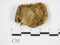 登錄號:F0004336藏品圖，第3張