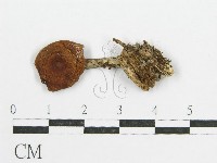 登錄號:F0004337藏品圖，第4張