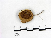 登錄號:F0004339藏品圖，第1張