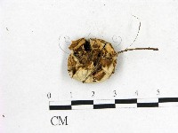 登錄號:F0004339藏品圖，第3張