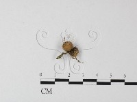 登錄號:F0004340藏品圖，第1張