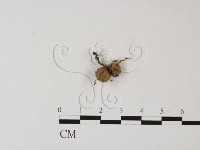 登錄號:F0004340藏品圖，第3張