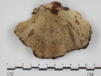 登錄號:F0004342藏品圖，第1張