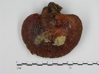 登錄號:F0004343藏品圖，第1張