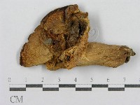登錄號:F0004345藏品圖，第3張