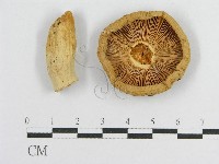 登錄號:F0004346藏品圖，第1張