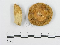 登錄號:F0004346藏品圖，第3張
