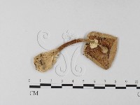 登錄號:F0004347藏品圖，第1張