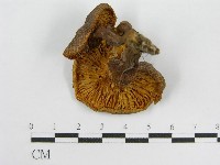 登錄號:F0004348藏品圖，第4張