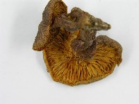 登錄號:F0004348藏品圖，第5張