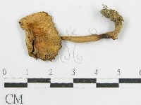 登錄號:F0004349藏品圖，第1張
