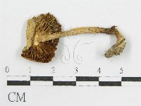 登錄號:F0004349藏品圖，第3張