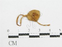 登錄號:F0004351藏品圖，第3張