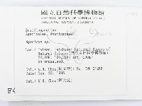 傘菌屬藏品圖，第2張