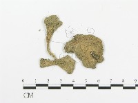 傘菌屬藏品圖，第1張
