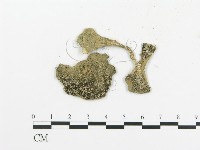 傘菌屬藏品圖，第3張