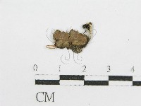登錄號:F0004356藏品圖，第1張