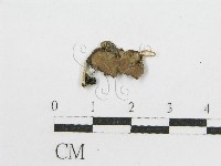 登錄號:F0004356藏品圖，第3張