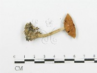 登錄號:F0004357藏品圖，第1張