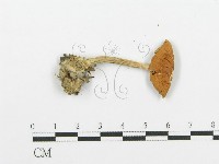 登錄號:F0004357藏品圖，第3張