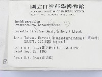 紫色禿馬勃藏品圖，第2張