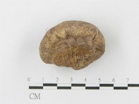 紫色禿馬勃藏品圖，第3張