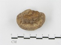 紫色禿馬勃藏品圖，第5張