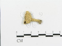 傘菌屬藏品圖，第1張
