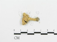 傘菌屬藏品圖，第3張