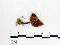 登錄號:F0004360藏品圖，第1張