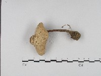 登錄號:F0004361藏品圖，第1張