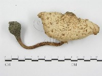 登錄號:F0004362藏品圖，第1張