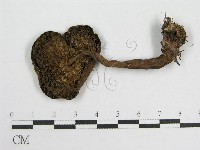 登錄號:F0004365藏品圖，第1張