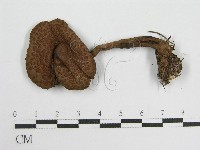 登錄號:F0004365藏品圖，第3張