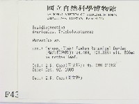 小皮傘屬藏品圖，第2張