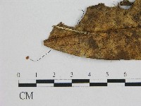 登錄號:F0004369藏品圖，第1張