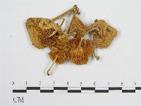 登錄號:F0004371藏品圖，第1張