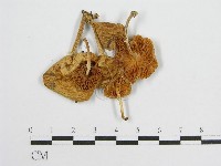 登錄號:F0004371藏品圖，第3張