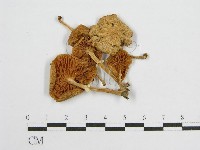 登錄號:F0004371藏品圖，第4張