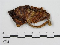 登錄號:F0004372藏品圖，第1張