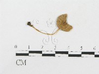 登錄號:F0004373藏品圖，第1張
