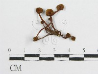 登錄號:F0004374藏品圖，第1張