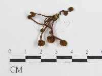 登錄號:F0004374藏品圖，第3張